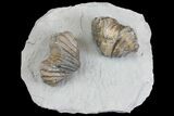 Multiple Fossil Brachiopod (Platystrophia) Plate - Kentucky #136611-1
